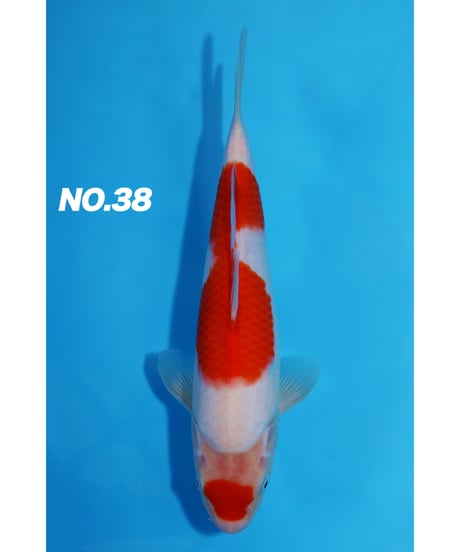 鯉 ITEM | 鯉牧場