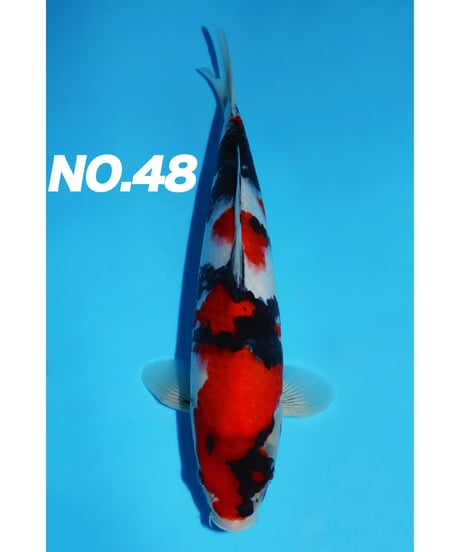 我ら～勝負鯉♪』 浩祐 錦鯉 極上の立て鯉 上野昭和 2歳 55㎝ 雌 面