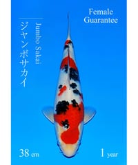 阪井養魚場産 大正三色 当歳 38cm メス保証 阪井野池預かり