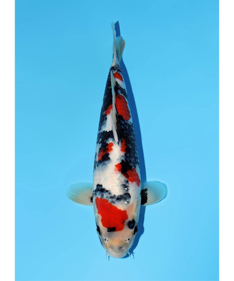 玉浦養鯉場産 昭和三色 2歳 50cm メス | 鯉牧場