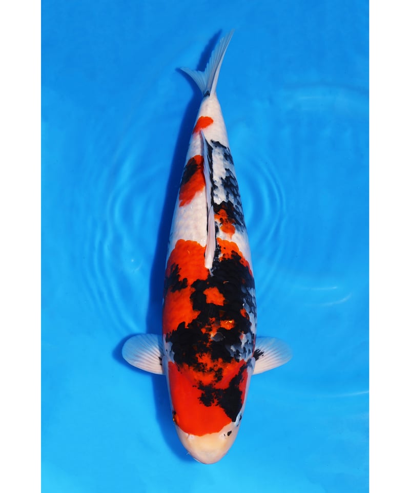坂牧養鯉場産 昭和三色 3歳 58cm メス保証 | 鯉牧場