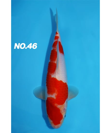 錦鯉48 ITEM | 鯉牧場