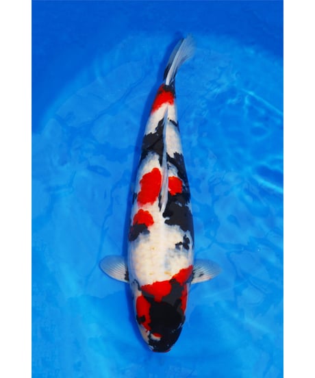 錦鯉 CATEGORY 錦鯉 | 鯉牧場