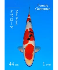 阪井養魚場産 大正三色 当歳 44cm メス保証 阪井野池預かり
