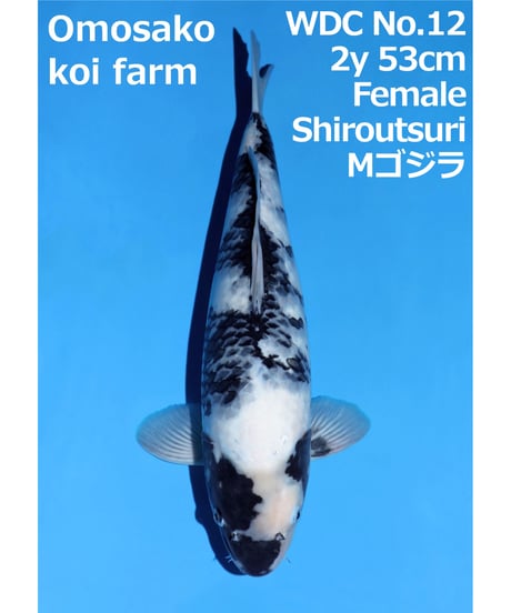 魚標本　　木更津沖　昭和53年 魚標本 木更津沖 昭和53年 魚標本 木更津沖 昭和53年 （詳細検索 –