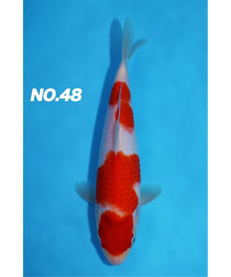 錦鯉40 maxresdefault.jpg