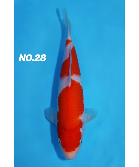 4m デシン旭鯉 赤鯉 4m デシン旭鯉 赤鯉 - メルカリ