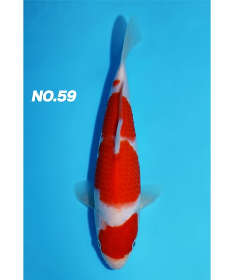 錦鯉27 ITEM | 鯉牧場