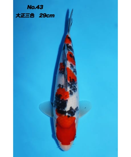 鯉牧場 鯉牧場