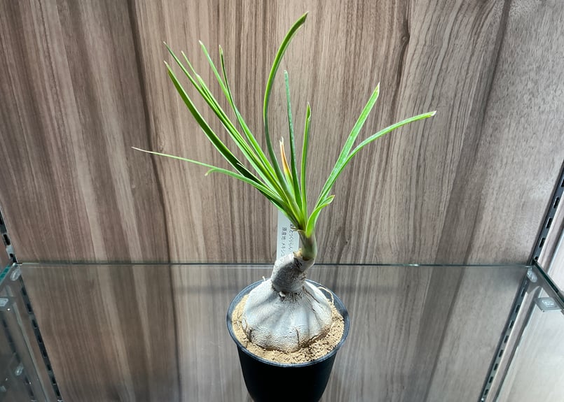 多肉植物（3寸）徳利蘭（とっくりらん）ノリナ科（NOLINACEAE 