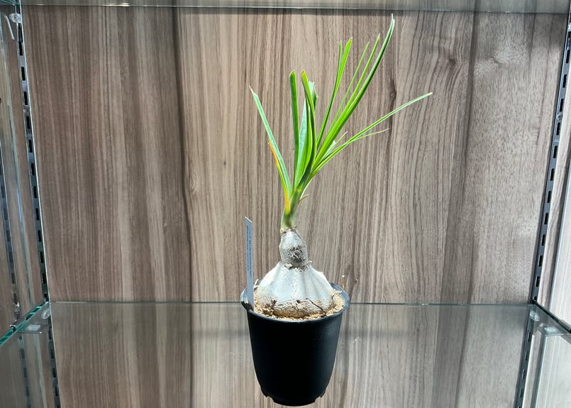 多肉植物（3寸）徳利蘭（とっくりらん）ノリナ科（NOLINACEAE 