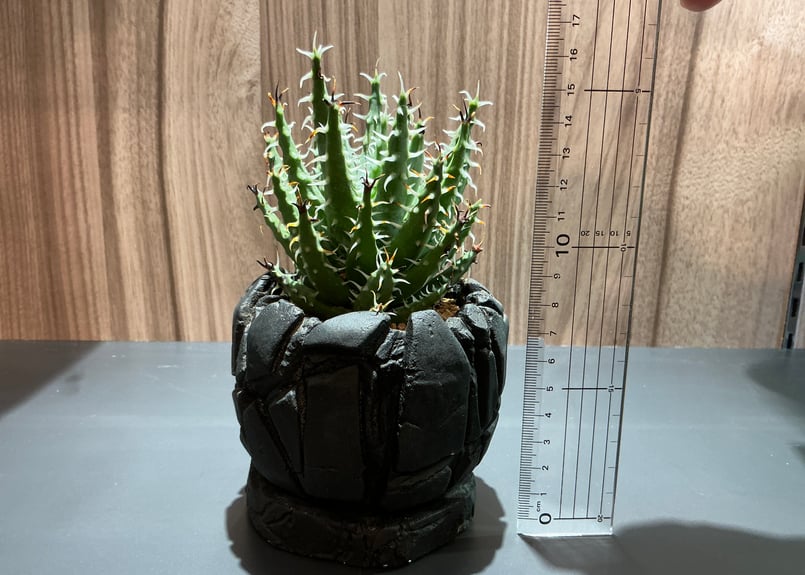 アロエ エリナケア Aloe Elina Care | Bonne Volonte