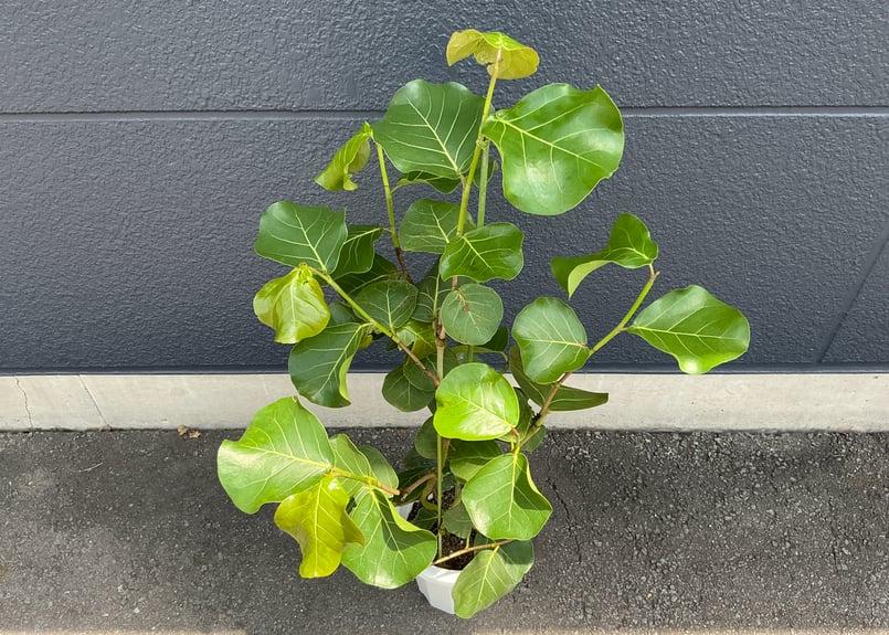 ［現品］5番　シーグレープ　曲がり　8号　ハマベブドウ　観葉植物　室内　大型 現品］5番 シーグレープ 曲がり 8号 ハマベブドウ 観葉植物 室内 大型