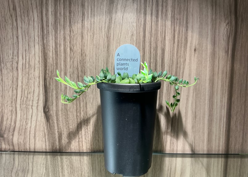 下垂性多肉植物アコプラ 2号吊鉢 全4種 | Bonne Volonte