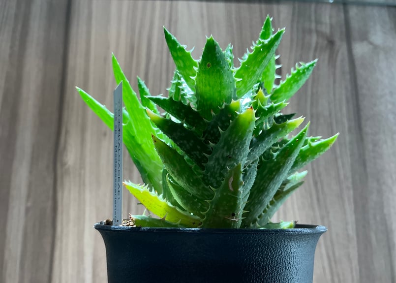 多肉植物（3寸）マダガスカリエンシス アロエ科（ALOACEAE）Aloe sp