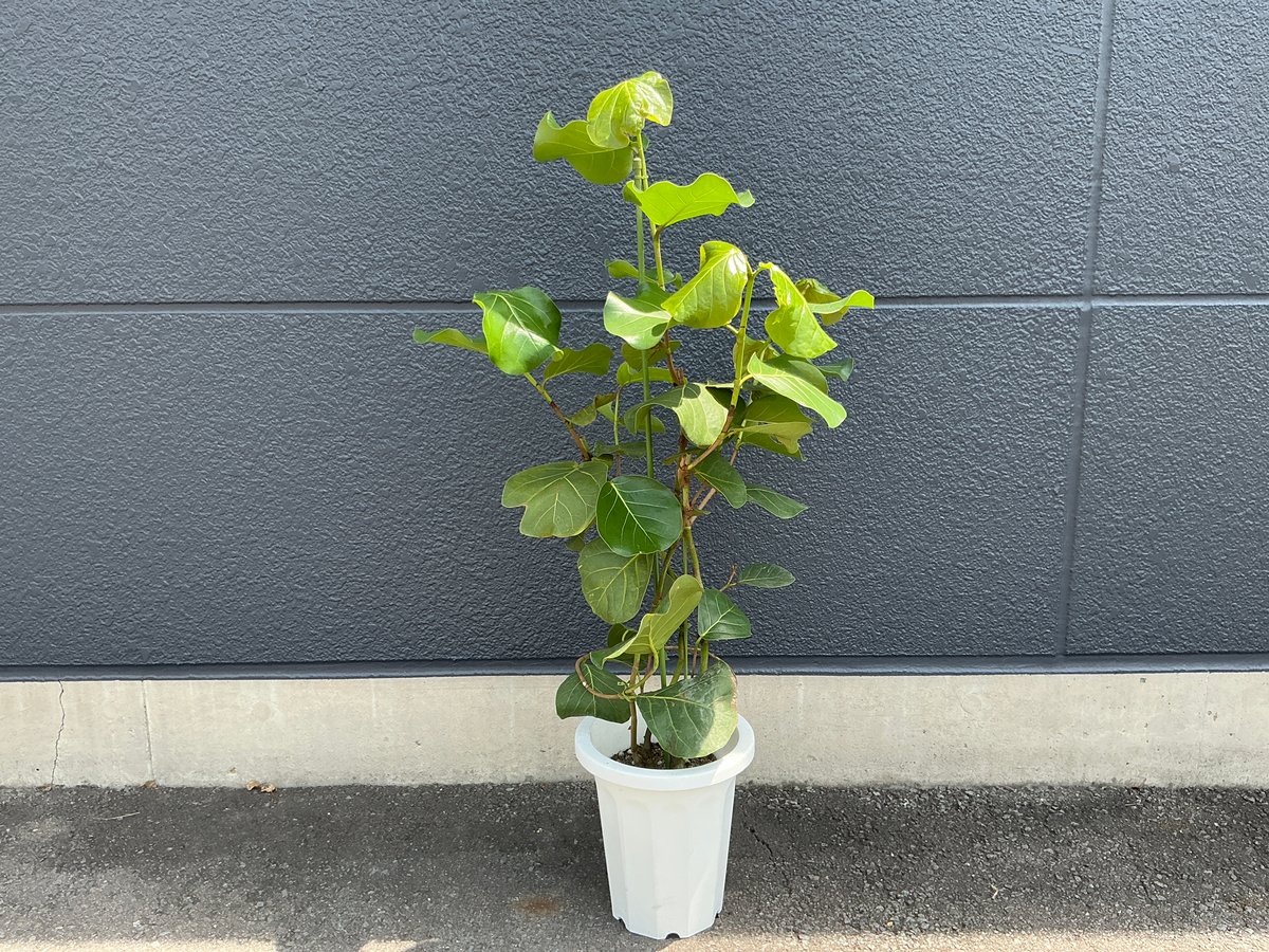 シーグレープ／ハマベブドウ／ココロバ 8号鉢 1個 | Bonne Volonte