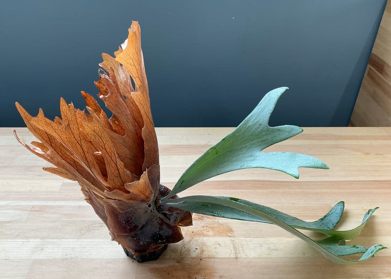 ビカクシダコウモリラン　大株　鉢（火鉢）付 ビカクシダコウモリラン 大株 鉢（火鉢）付