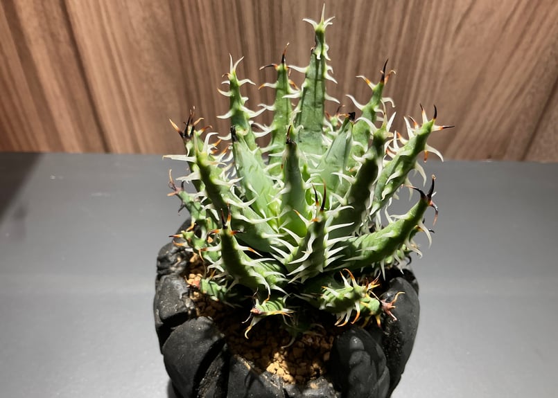 アロエ・エリナケア　大株 アロエ・エリナケア 大株 - メルカリ
