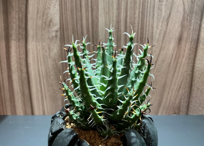 アロエ エリナケア Aloe Elina Care | Bonne Volonte