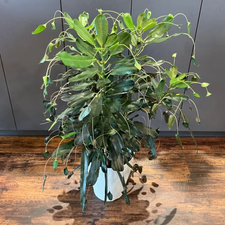 クロトン | STORES