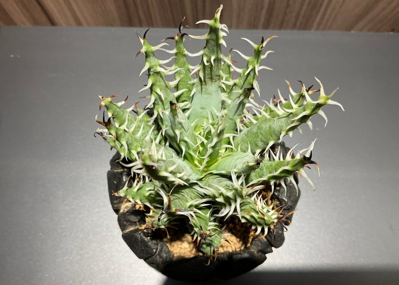 アロエ エリナケア Aloe Elina Care | Bonne Volonte