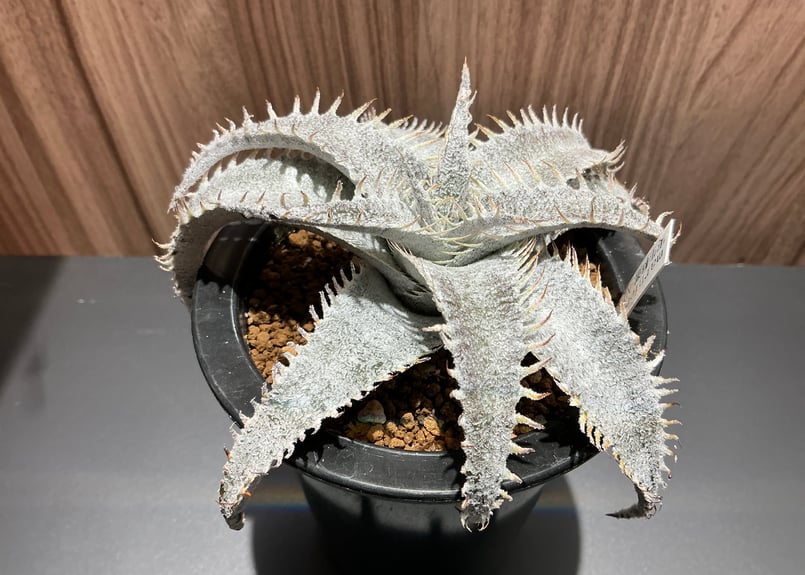 レア多肉植物 ディッキア・マルニエラポストレイ | Bonne Volonte