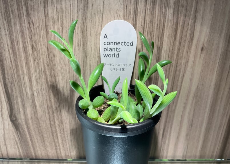 下垂性多肉植物アコプラ 2号吊鉢 全4種 | Bonne Volonte