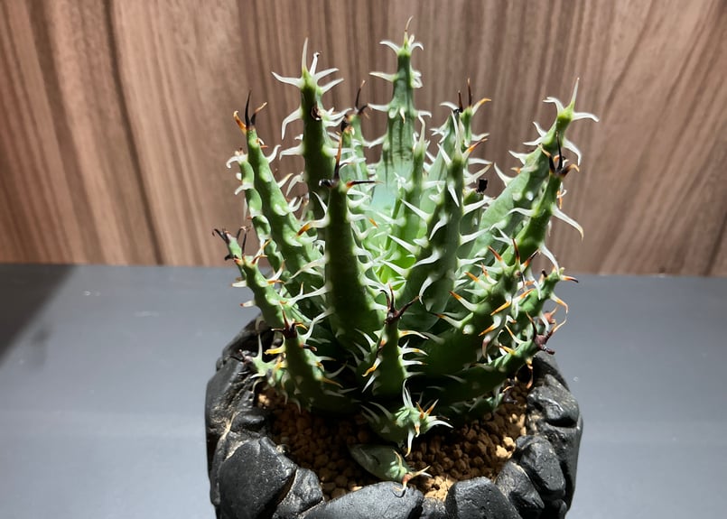 アロエ・エリナケア　大株 アロエ・エリナケア | trigger