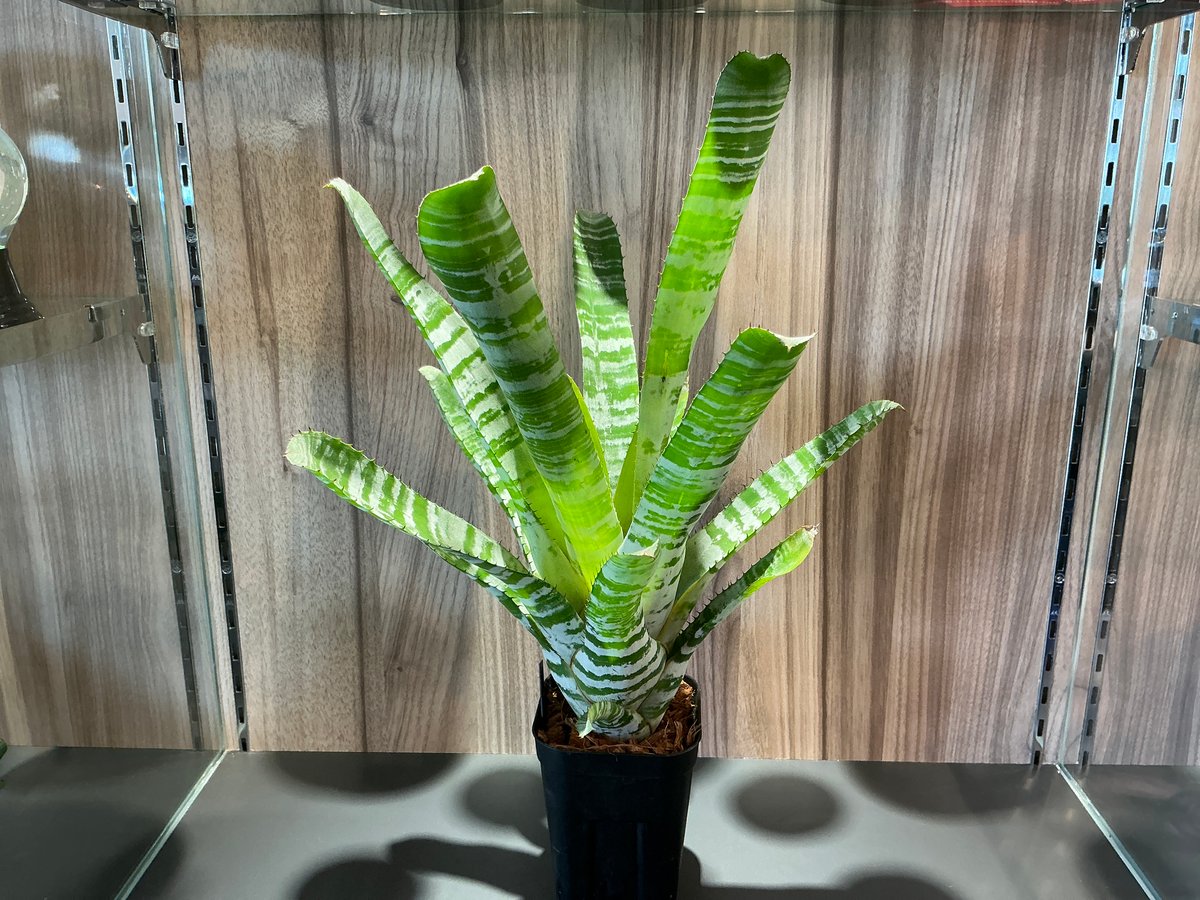 ディナミークボーテ　フェリーク　エクラ 商品詳細｜プレシャスは、あなたの輝く人生のために…。美しい