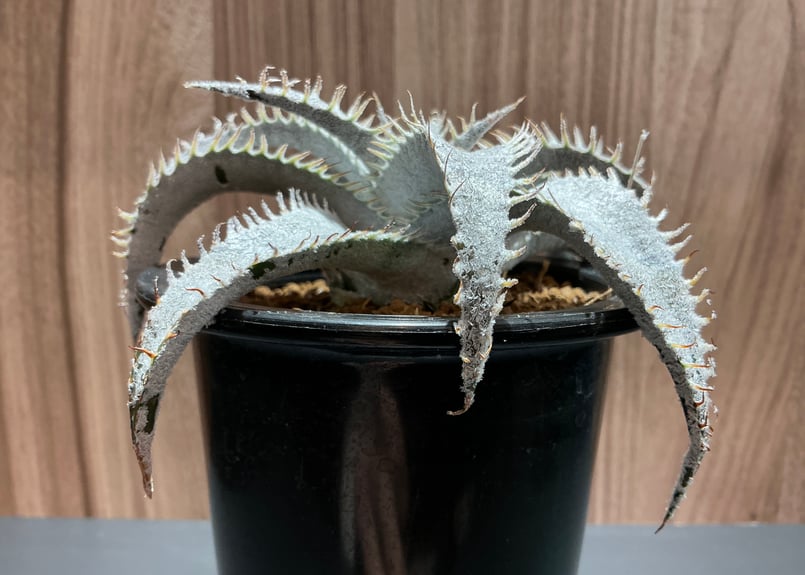 レア多肉植物 ディッキア・マルニエラポストレイ | Bonne Volonte