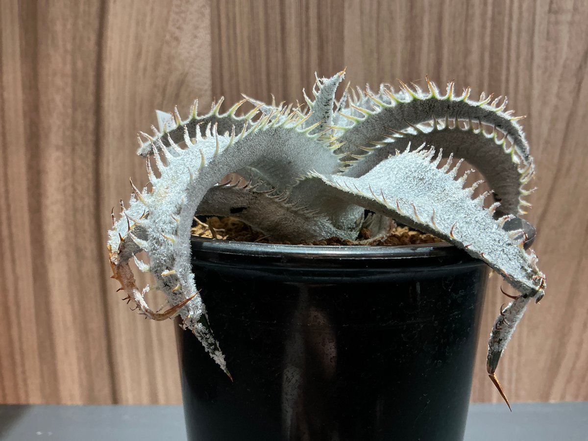 レア多肉植物 ディッキア・マルニエラポストレイ | Bonne Volonte