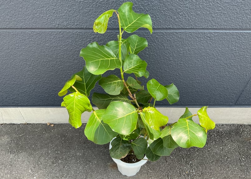 ［現品］5番　シーグレープ　曲がり　8号　ハマベブドウ　観葉植物　室内　大型 現品］5番 シーグレープ 曲がり 8号 ハマベブドウ 観葉植物 室内 大型