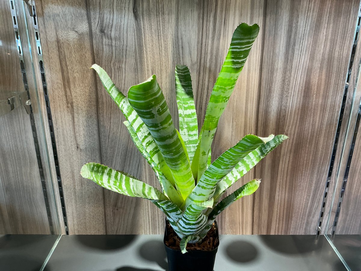 エクメア・チャンティーニ✖︎ゼブリナ・グリーンクローン 3.5号