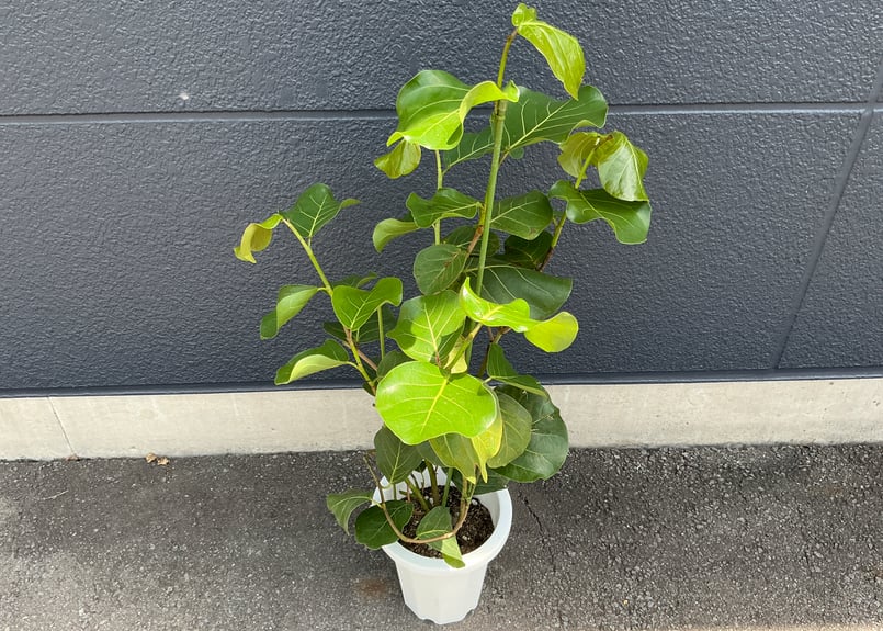 シーグレープ／ハマベブドウ／ココロバ 8号鉢 1個 | Bonne Volonte