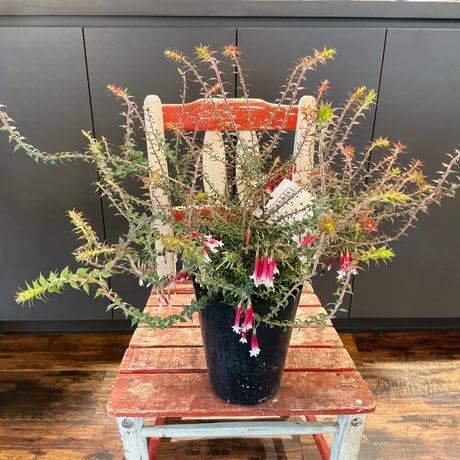 クリスマス  キャンドル Amazon.co.jp: XINAOBAOLUOレッドキャンドル テーパークリスマス