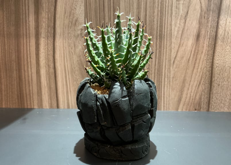 アロエ エリナケア Aloe Elina Care | Bonne Volonte