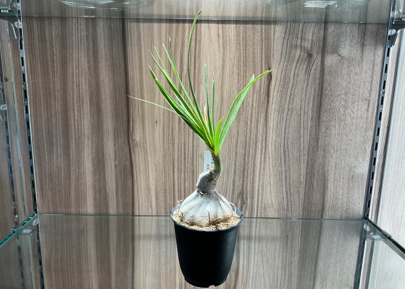 多肉植物（3寸）徳利蘭（とっくりらん）ノリナ科（NOLINACEAE 