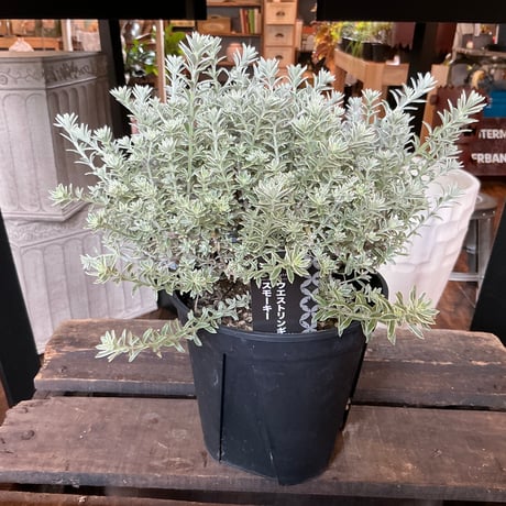 斑入り ウエストリンギア スモーキーホワイト 5個セット 斑入り ウエストリンギア スモーキーホワイト 5個セット