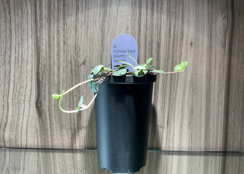 下垂性多肉植物アコプラ 2号吊鉢 全4種 | Bonne Volonte