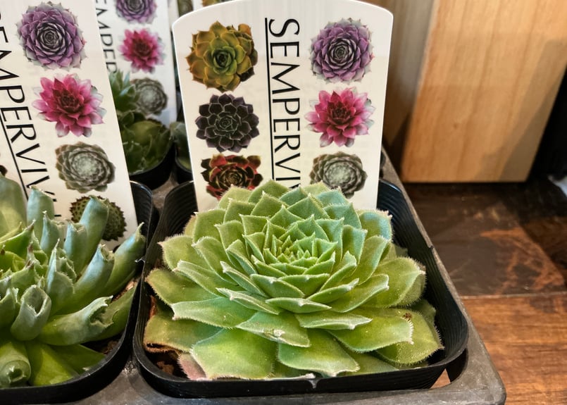 センペルビウム　名前付き 10苗 センペルビウム 名前付き 10苗 センペルビウム名前付き 10苗