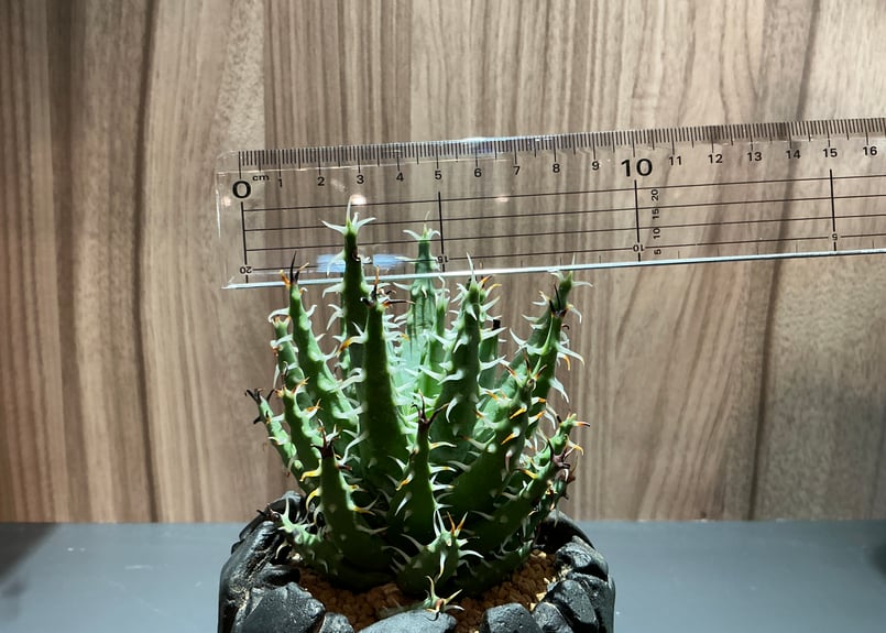 アロエ エリナケア Aloe Elina Care | Bonne Volonte