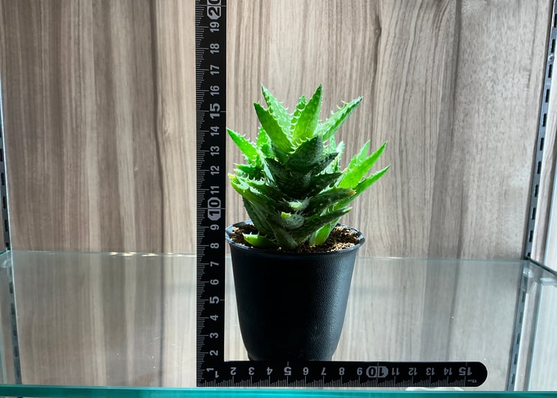 多肉植物（3寸）マダガスカリエンシス アロエ科（ALOACEAE）Aloe sp