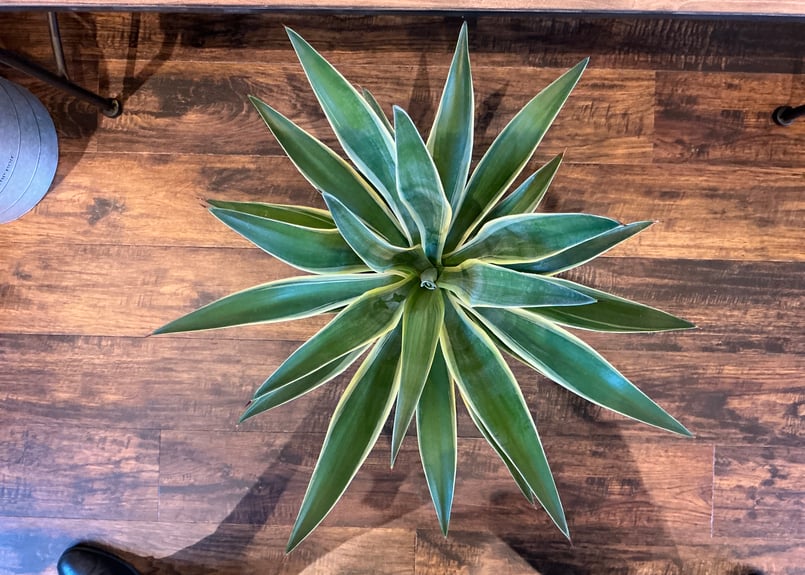 観葉植物 アガーべ・ベネズエラ (6号鉢) | Bonne Volonte