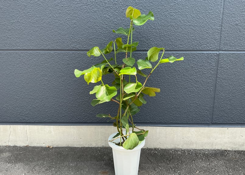 シーグレープ／ハマベブドウ／ココロバ 8号鉢 1個 | Bonne Volonte