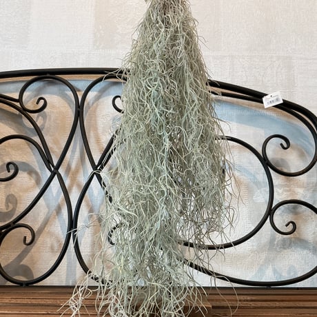 ウスネオイデス細葉（スパニッシュモス）