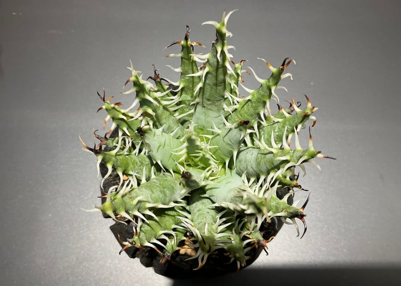 アロエ エリナケア Aloe Elina Care | Bonne Volonte