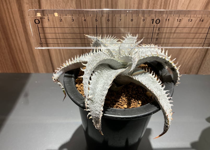 レア多肉植物 ディッキア・マルニエラポストレイ | Bonne Volonte