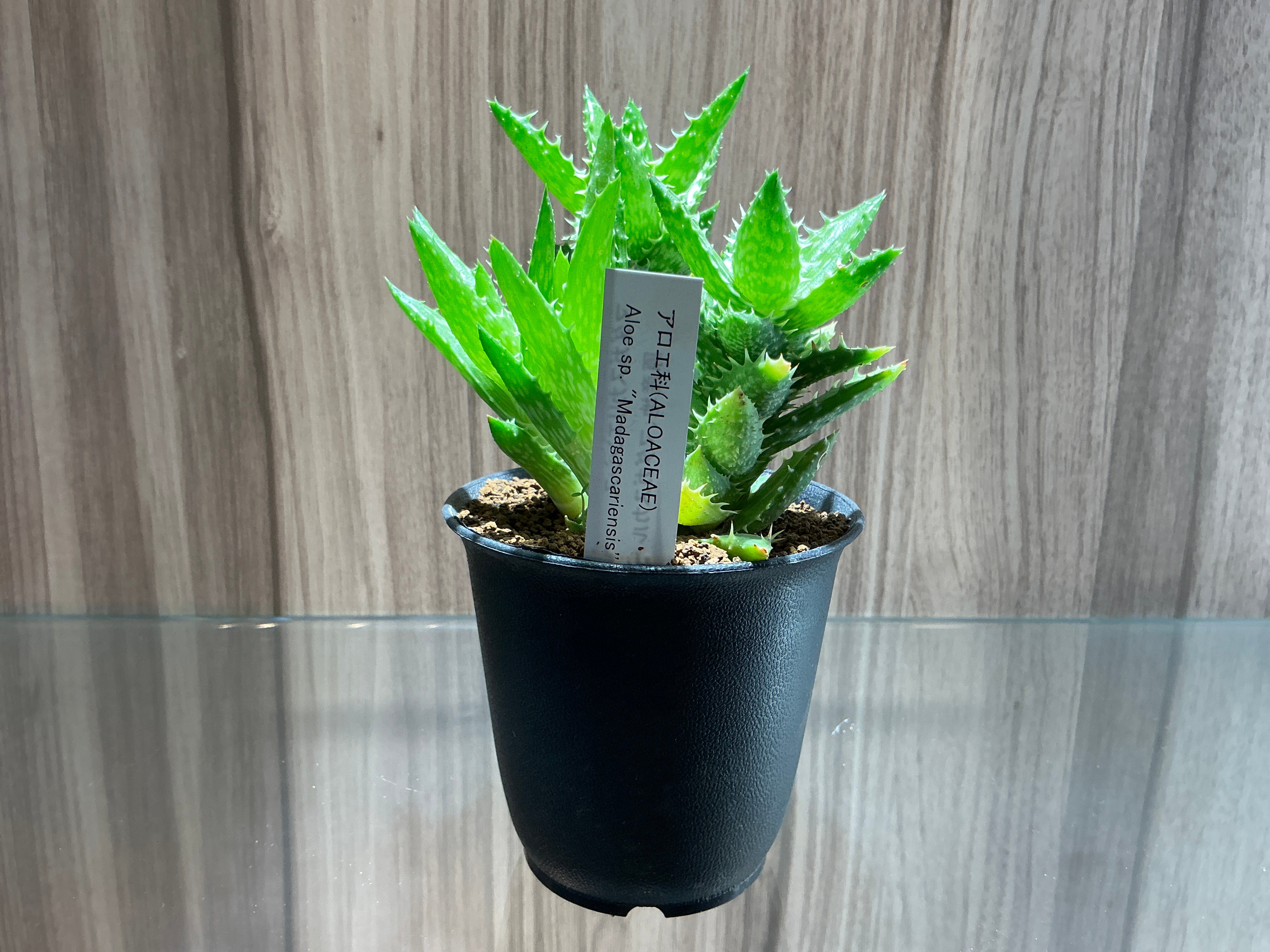 多肉植物（3寸）マダガスカリエンシス アロエ科（ALOACEAE）Aloe sp