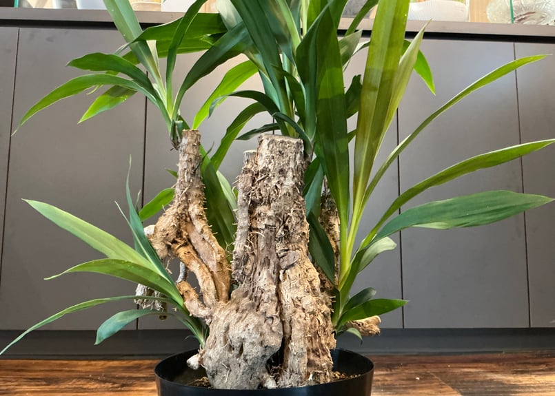 青ドラ（コルジリネ・ストリクタ）根上がりナシ 6号鉢 | Bonne Volonte