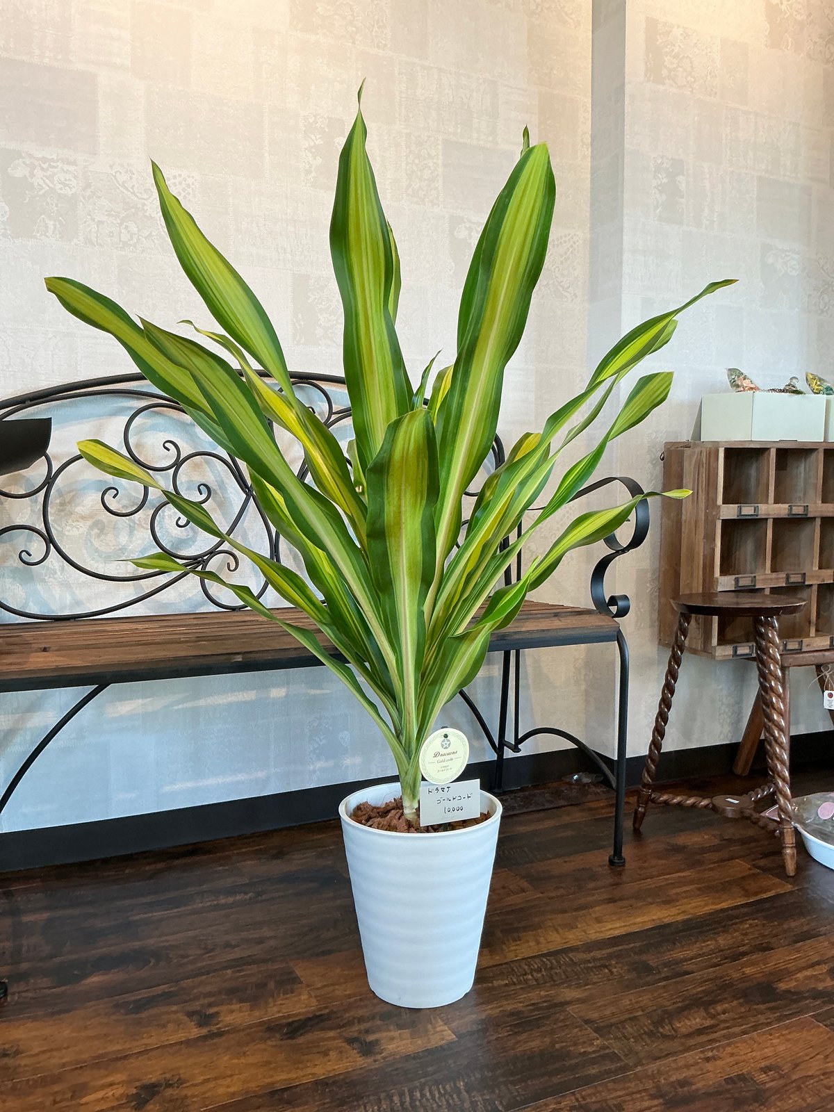 ドラセナ・ゴールドコード 8寸 | Bonne Volonte